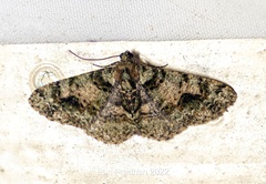 Myrioblephara harutai