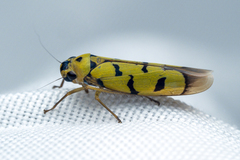 Anatkina annandalei