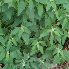 Chenopodium album