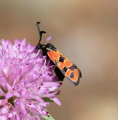 Zygaena hilaris