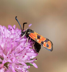 Zygaena hilaris