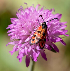Zygaena hilaris