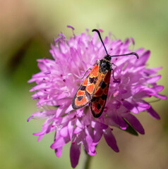 Zygaena hilaris