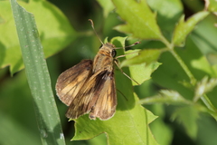 Polites vibex catilina