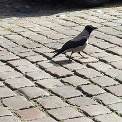 Corvus cornix