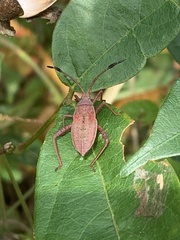 Crinocerus