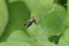 Micrathena swainsoni