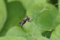 Micrathena swainsoni