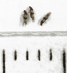 Parthenothrips dracaenae