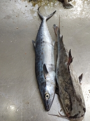 Scomberomorus brasiliensis