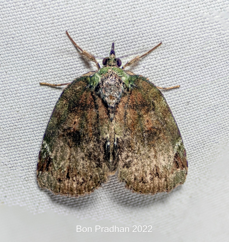 Arachnognatha meterythra