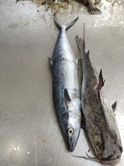 Scomberomorus brasiliensis