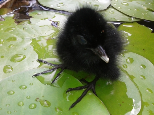 White-breasted Waterhen, photo 8 of 8