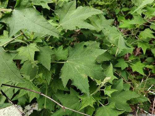 Image of Iliamna corei by (c) Harrison West, some rights reserved (CC BY)