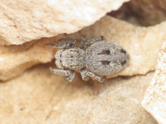 Attulus atricapillus