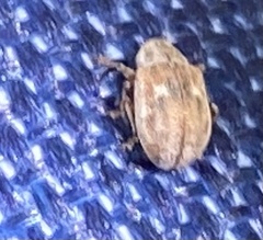 Demotina modesta