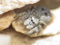 Attulus atricapillus