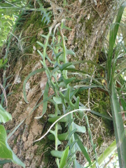 Selenicereus anthonyanus