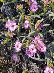 Ruschia klipbergensis