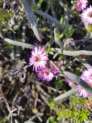 Ruschia klipbergensis