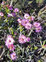 Ruschia klipbergensis