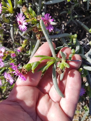Ruschia klipbergensis