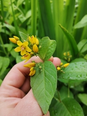 Lysimachia vulgaris
