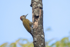 Dryobates passerinus