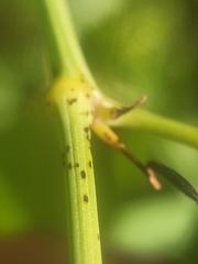 Puccinia aristolochiae