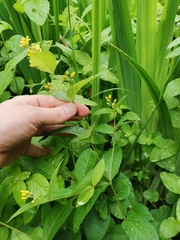 Lysimachia vulgaris