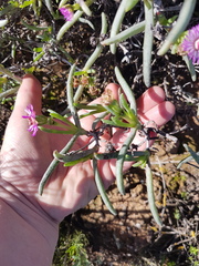 Ruschia klipbergensis