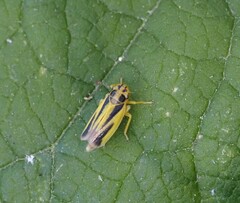 Evacanthus interruptus