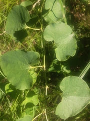 Puccinia aristolochiae