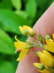Lysimachia vulgaris