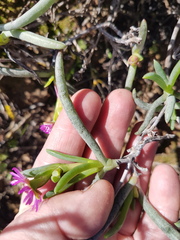 Ruschia klipbergensis