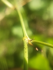 Puccinia aristolochiae