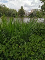 Lysimachia vulgaris