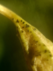 Puccinia aristolochiae