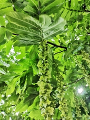 Pterocarya fraxinifolia