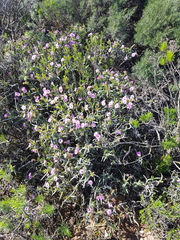 Ruschia klipbergensis