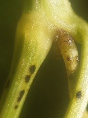 Puccinia aristolochiae