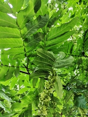 Pterocarya fraxinifolia