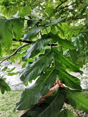 Pterocarya fraxinifolia
