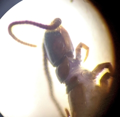 Lithobius muticus