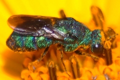 Parnopes