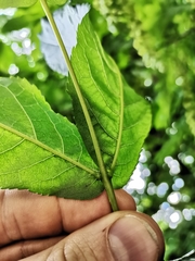 Pterocarya fraxinifolia