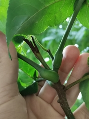 Pterocarya fraxinifolia