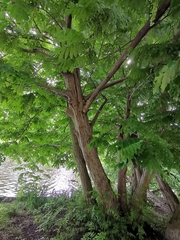 Pterocarya fraxinifolia
