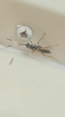 Cryptanura septentrionalis