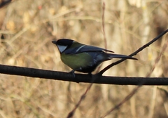 Parus major